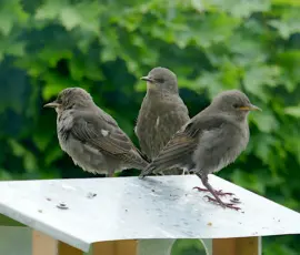 Drei Jungstare, die auf einem Futterhäuschen sitzen