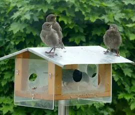 Drei Jungstare, die auf einem Futterhäuschen sitzen, während ein erwachsener Star im Futterhaus ist.