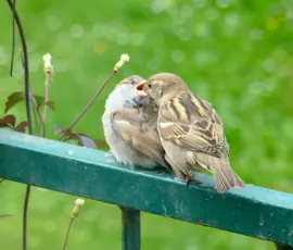 Ein junger Spatz wird von einem erwachsenen gefüttert.
